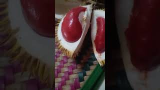 Durian isi warna merah rare [upl. by Adnohsek]