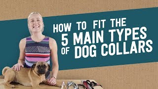 How to fit the 5 main types of dog collars [upl. by Odlabso380]