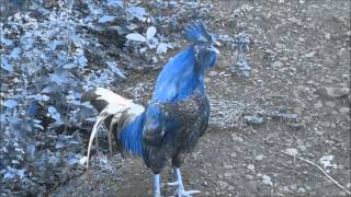 continuously Rooster Crowing 1 minute [upl. by Cristian670]