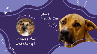 Unleashing the Black Mouth Cur All You Need to Know about this Amazing Dog Breed [upl. by August]