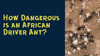 How Dangerous is an African Driver Ant [upl. by Kyrstin284]