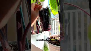 Colocasia Pharaoh’s Mask  plants plantlover indoorplants plantcare rareplants colocasia [upl. by Vanhook]