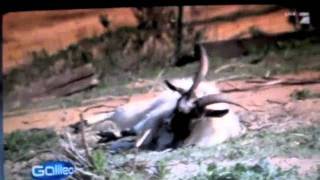 Best of FAINTING GOATS [upl. by Rowley683]