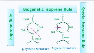 Isoprene Rule Special Isoprene Rule and Biogenetic Isoprene Rule [upl. by Danica]