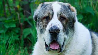 The Turkish Kangal Legendary Livestock Guardian Dogs animal2024 wildlife [upl. by Ajnat]