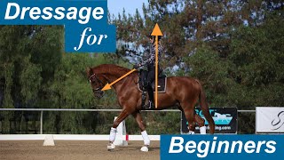 Dressage for Beginners [upl. by Esaele]