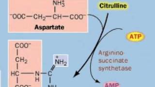 Urea Cycle [upl. by Fihsak]