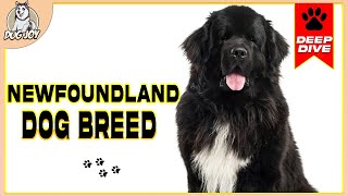 The Ultimate Newfoundland Dog Breed Guide Everything You Need to Know [upl. by Anaerol]