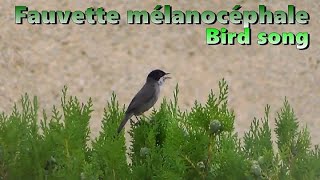 Chant  FAUVETTE MELANOCEPHALE [upl. by Adnwahsat]