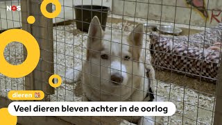 Hoe gaat het met de dieren in Oekraïne [upl. by Anaerb]