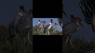 Marabú vs buitre  Marabou stork vs vultures [upl. by Suoivatnod]