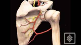 Suprascapular Nerve and Arterymov [upl. by Ahsirak]