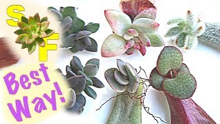 How to Propagate Succulents Based on Experiment Unexpected Results [upl. by Bohman]