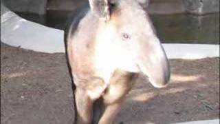 Call of a Bairds Tapir  Malayan Tapir [upl. by Reivad396]