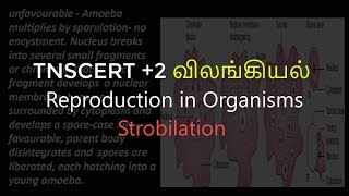 5Zoology  Reproduction in Organisms  Strobilation [upl. by Elmajian]