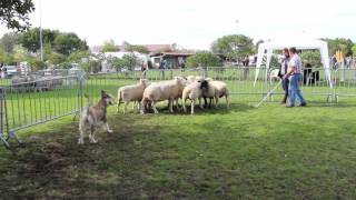 Berger Picard  Sheep Herding Ability Test  Sep 2015 [upl. by Caras]