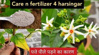 शुभ हरसिंगार पौधे की पूरी जानकारी Harsingar or parijat plant care n fertilizer in pot [upl. by Frasquito152]