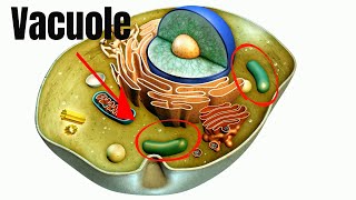 Vacuoles Function in Cells [upl. by Alvita]