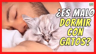 DORMIR CON GATOS ES MALO🐱 BENEFICIOS y CONSEJOS PARA EVITAR PROBLEMAS [upl. by Zamora608]