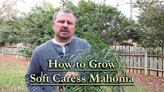 How to grow Soft Caress Mahonia Evergreen Shade Shrub with Yellow Flowers [upl. by Einimod]