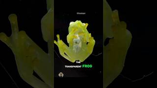 Glass Frog The transparent frog [upl. by Mukul94]