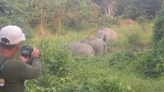 Trio of male Sumatran elephants snacking in the forest [upl. by Reeve]