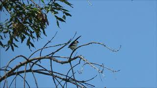 Pintailed Whydah  Ken Malloy Harbor Regional Park  82318 [upl. by Merriam]