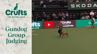 Gundog Group Judging  Crufts 2024 [upl. by Letta]