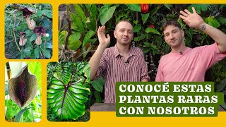 💚 Plantas exoticas de interior nuestras wishlist 2024 anthurium monstera passiflora [upl. by Marcelia658]