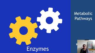 Metabolic Pathways Section 2 Enzymes [upl. by Arag562]