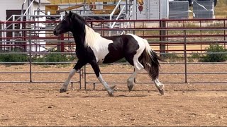 15 Month Old Gypsy x FriesianOldenburg Colt “Deco” [upl. by Norean]