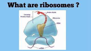 Ribosomes The Protein Factories [upl. by Dinerman385]