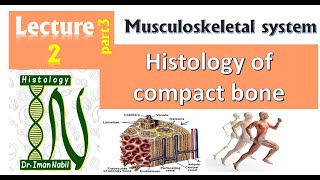 2c Histology of Compact bone [upl. by Names807]