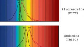 Microscopía fluorescente [upl. by Erdei]
