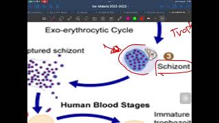 LEC 3  Apicomplexa  malaria  part 1 [upl. by Nerag]