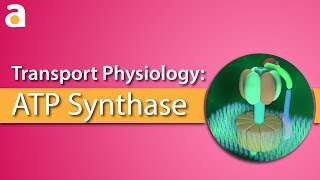 Transport Physiology 3D ATP Synthase ATPase [upl. by Russia]