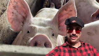 J’ai visité un élevage de cochons dans l’Allier 🐷🐖🐽 [upl. by Godliman]