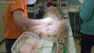 Penn Foster Externship 2 Skill 1  Canine Orchiectomy [upl. by Ramor487]