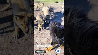 Wolfs Wants to Attack on Aggressive Tibetan mastiff dog viral shorts tibetanmastiff wolf [upl. by Sebastien]