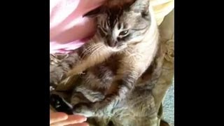 Cute Cat Wants Some Petting [upl. by Enrika]