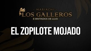 El Zopilote Mojado  Mariachi Los Galleros [upl. by Annaillil]