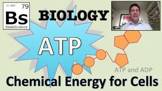 Photosynthesis ATP and ADP Cycle [upl. by Sandler]