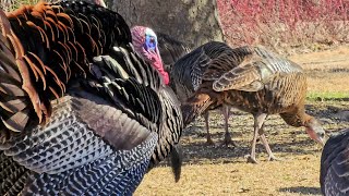 Tom Turkey drags his wings and struts he puts on a show [upl. by Therese619]