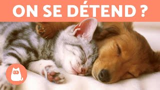 Musique relaxante pour chat et chien  MUSICOTHÉRAPIE [upl. by Boffa]