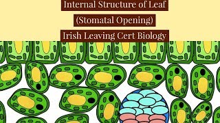 Internal Leaf StructureStomatal OpeningLeaving Cert Biology Ireland [upl. by Lonni]