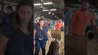 2018 McHenry County Fair Swine Show [upl. by Faria]