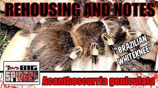 A geniculata quotBrazilian Whitekneequot Rehouse and Husbandry [upl. by Aneloc]