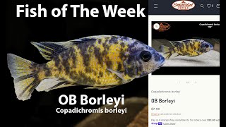 OB Borleyi Copadichromis borleyi [upl. by Eiramenna]