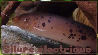 Malapterurus electricus  Gmelin 1789  Malapteruridae  Poissonchat électrique  042017 [upl. by Mencher]