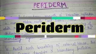 Periderm [upl. by Russ879]